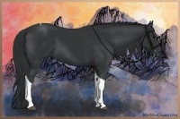 Horse Color:Black Tobiano 