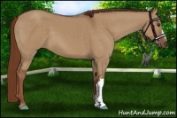 Horse Color:Red Dun 