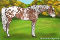Horse Color:White Spotted Silver Bay Appaloosa