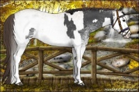 Horse Color:White Spotted Blue Roan Rabicano  and White Spotted Classic Champagne Roan Rabicano 