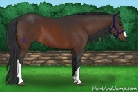 Horse Color:Brown 