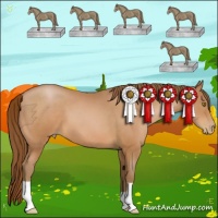 Horse Color:Bay Pearl 