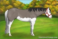 Horse Color:Grullo Splash 