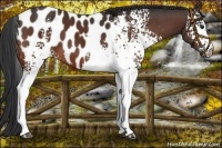 Horse Color:White Spotted Brown Blanket 