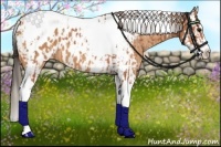 Horse Color:Bay Splash Tobiano Appaloosa  and Bay Splash Tobiano Appaloosa 