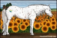 Horse Color:Bay Splash Tobiano Appaloosa  and Silver Bay Splash Tobiano Appaloosa 