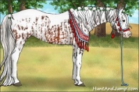 Horse Color:Bay Splash Tobiano Appaloosa  and Silver Bay Splash Tobiano Appaloosa 
