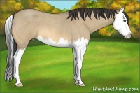 Horse Color:Buckskin Roan Dun Splash 