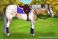 Horse Color:Bay Splash Tobiano Appaloosa  and Bay Splash Tobiano Appaloosa 
