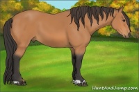 Horse Color:Buckskin 