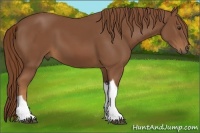 Horse Color:Chestnut Tobiano