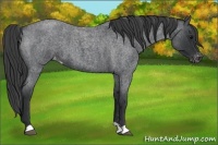 Horse Color:Blue Roan Varnish 