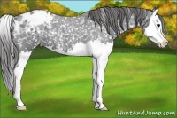 Horse Color:Blue Roan Splash Appaloosa 