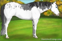 Horse Color:Blue Roan Splash Appaloosa 