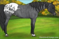 Horse Color:Blue Roan Appaloosa 