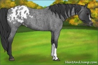 Horse Color:Blue Roan Appaloosa 