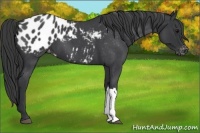 Horse Color:Blue Roan Appaloosa 