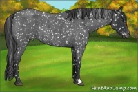 Horse Color:Blue Roan Snowflake Varnish