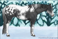 Horse Color:White Spotted Black Splash Tobiano Frame Appaloosa 