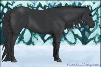 Horse Color:Black  and Black 