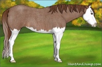 Horse Color:Red Roan Splash 