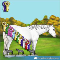 Horse Color:Palomino Roan Splash Appaloosa