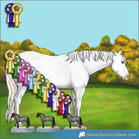 Horse Color:Palomino Roan Splash Appaloosa 