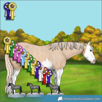 Horse Color:Palomino Roan Splash Appaloosa 