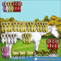 Horse Color:Palomino Roan Splash Appaloosa