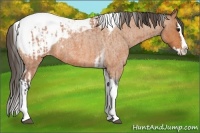 Horse Color:Bay Roan Splash Tobiano Blanket and Bay Roan Splash Tobiano Snowcap