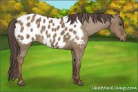Horse Color:Liver Red Dun Near Leopard Brindle 