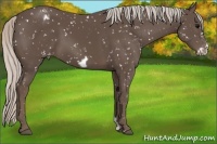 Horse Color:Silver Black Frame Appaloosa 