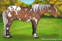 Horse Color:White Spotted Silver Brown Sabino Appaloosa 