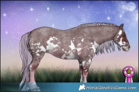 Horse Color:Chocolate Palomino Roan Splash