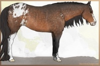 Horse Color:Buckskin Sabino Blanket Rabicano