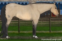 Horse Color:Buckskin Roan Dun