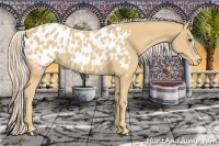 Horse Color:Palomino Near Leopard