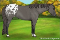 Horse Color:Grullo Appaloosa