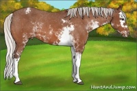 Horse Color:Silver Bay Sabino Splash Appaloosa 