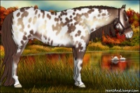 Horse Color:Red Onyx Appaloosa 