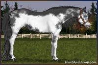 Horse Color:Black Splash Frame 