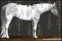 Horse Color:White Spotted Blue Roan Rabicano 