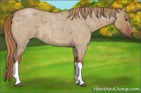 Horse Color:Red Dun Roan