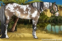 Horse Color:White Spotted Brown Dun Sabino Brindle