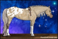Horse Color:Silver Bay Dun Appaloosa