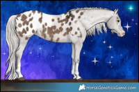 Horse Color:Silver Brown Dun Appaloosa 