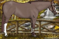 Horse Color:Chocolate Grullo