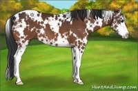 Horse Color:White Spotted Bay Splash