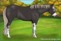 Horse Color:Gray Silver Black Splash