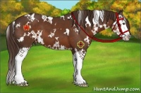 Horse Color:White Spotted Liver Chestnut Splash 
